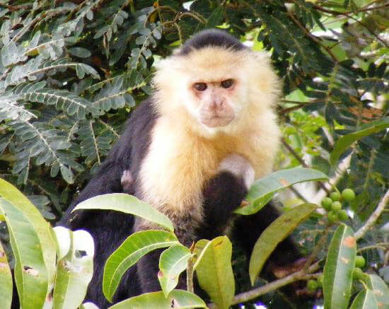 Gamboa Panama Rainforest Fauna